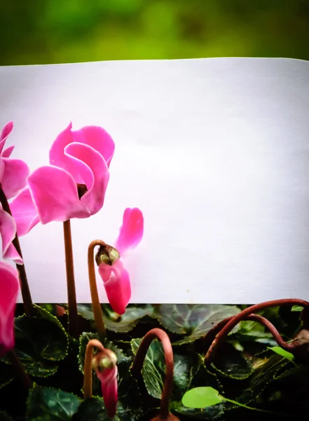 Blank note decorated with cyclamen flowers. Thank you or greeting card idea.