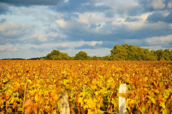 Vineyard and trees at sunset. Autumn in Loire Valley (Val de Loire, France) Selective focus on the distant vines and the trees. Vines and wooden poles at foreground are blurred.