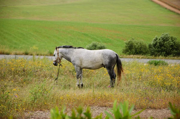 Tethered horse in the field at the evening dusk (Portugal). Selective focus on the horse. Blurred plants at foreground.