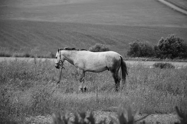 Tethered horse in the field at the evening dusk (Portugal). Selective focus on the horse. Blurred plants at foreground. Aged photo. Black and white.
