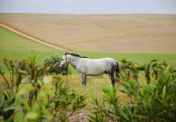 Tethered horse in the field at the evening dusk (Portugal). Selective focus on the horse. Blurred plants at foreground.