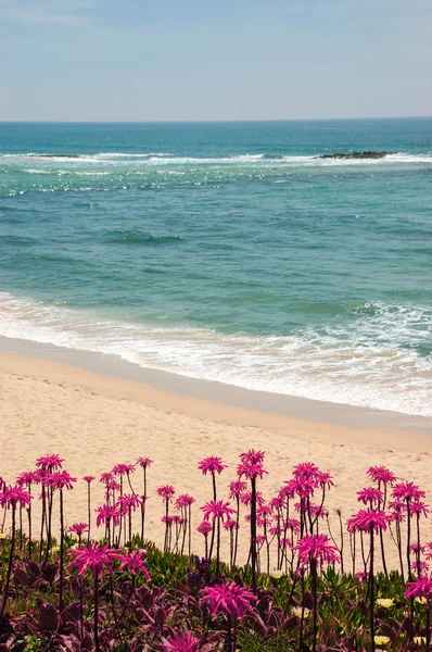Ocean beach in Algarve, South of Portugal. Blooming Aloe Vera cactus flowers at foreground. Toned high contrast photo.