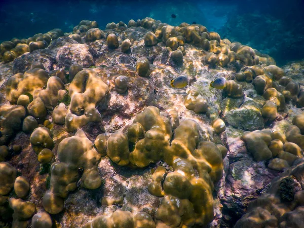 Underwater Coral Reef and Tropical Fish in Ocean