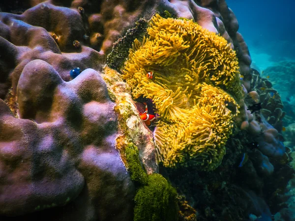 Underwater Coral Reef and Tropical Fish in Ocean