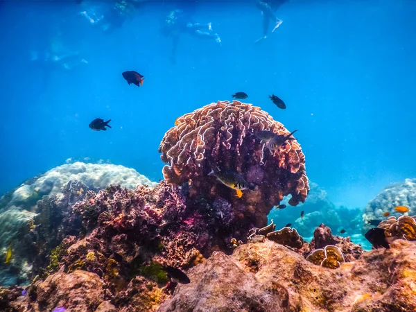 Underwater Coral Reef and Tropical Fish in Ocean