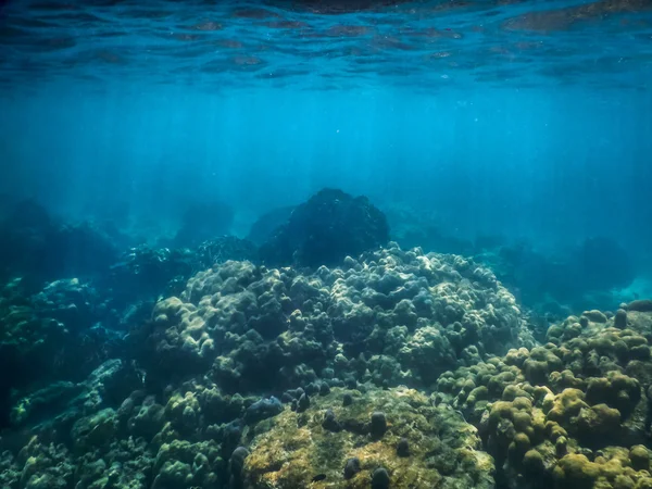 Underwater Coral Reef and Tropical Fish in Ocean