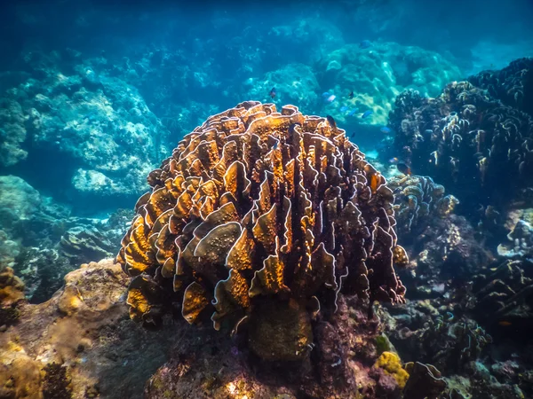 Underwater Coral Reef and Tropical Fish in Ocean