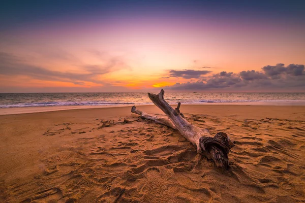 Ocean Tree Timber on the beach under Sunset look for Beautiful O