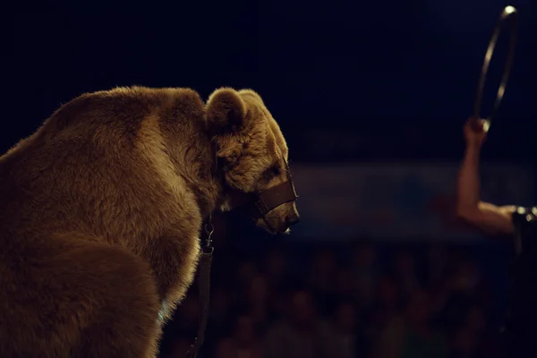 Animals exploitation concept. Close up portrait of a sad tired bear