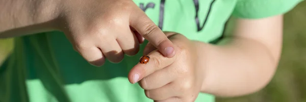 Close up on hands holding ladybug
