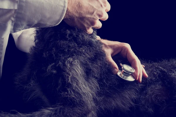 Retro Image of Veterinarian Examines Puppy Using Stethoscope