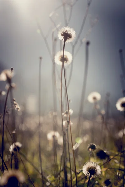 Dandelion clocks with bright sun flare for an ethereal nature ba