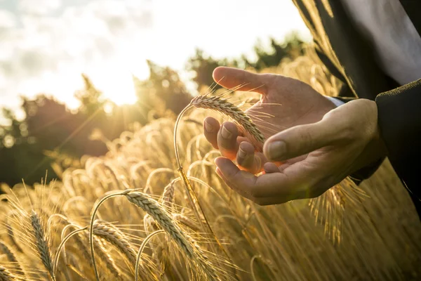 Closeup of hands of businessman cupping a ripe ear of wheat