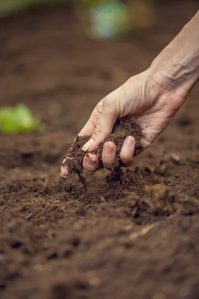 Closeup of female hand  holding a handful of rich fertile soil t