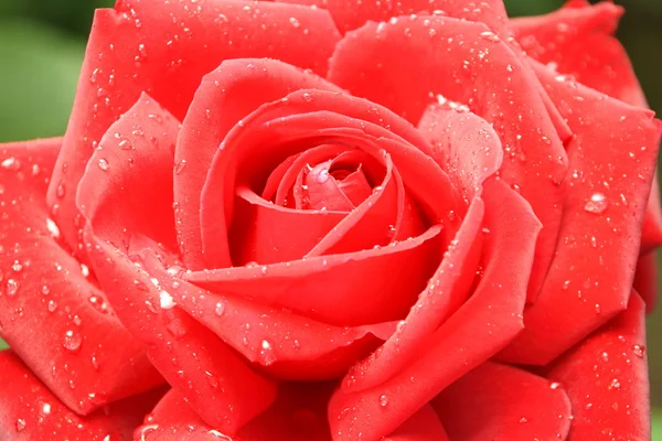 Red rose in drops of dew