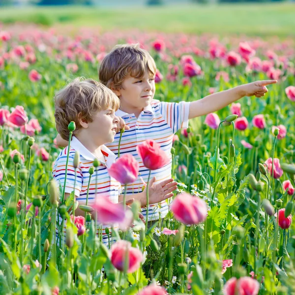 Two little kid boys in blooming poppy field