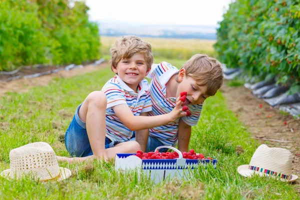 Two little friends, kid boys having fun on raspberry farm