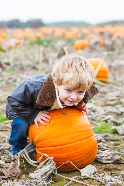 Little toddler kid boy with big pumpkin in garden