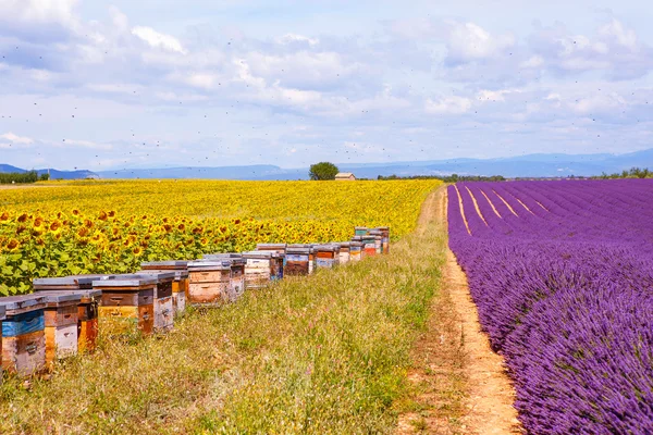 Bee hives on lavender fields, near Valensole, Provence.