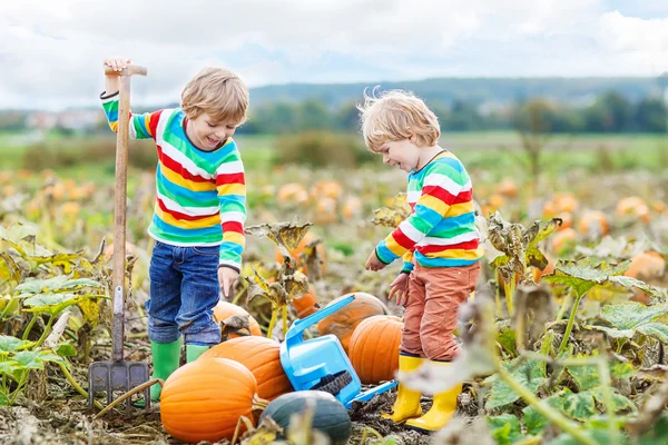 Two little kids boys sitting on big pumpkins on patch