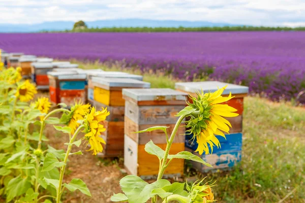 Bee hives on lavender fields, near Valensole, Provence.