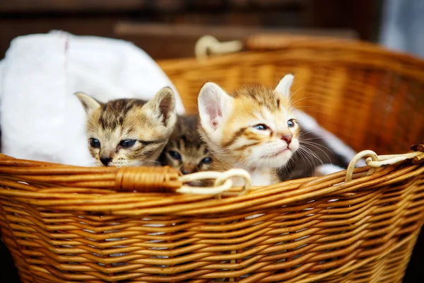 Three little kittens in a basket.