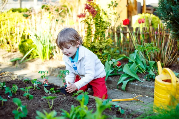 Adorable kid boy planting seeds of tomatoes