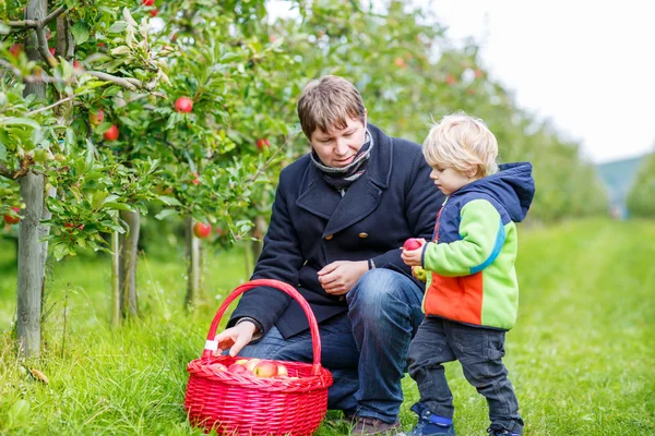 Little toddler boy and father picking red apples in orchard