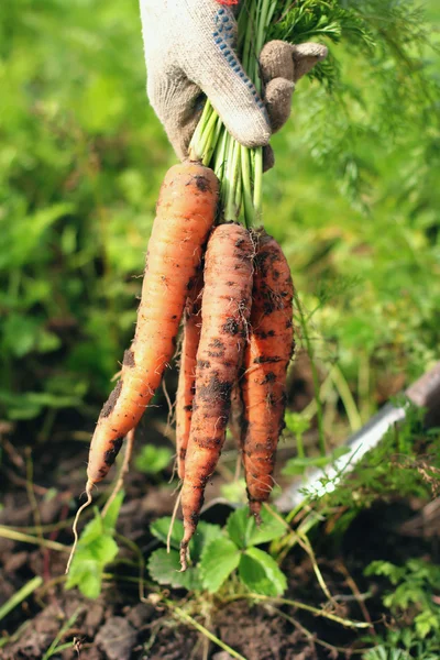 Fresh Organic Carrots in a hand, selective focus