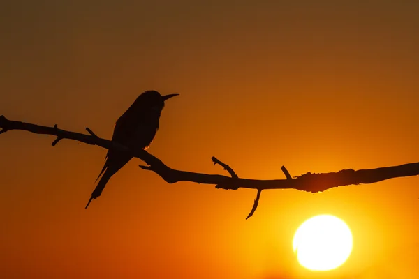 Bird silhouette at sunset