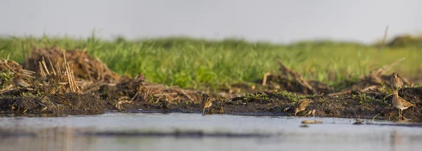 Hunting picture of snipe