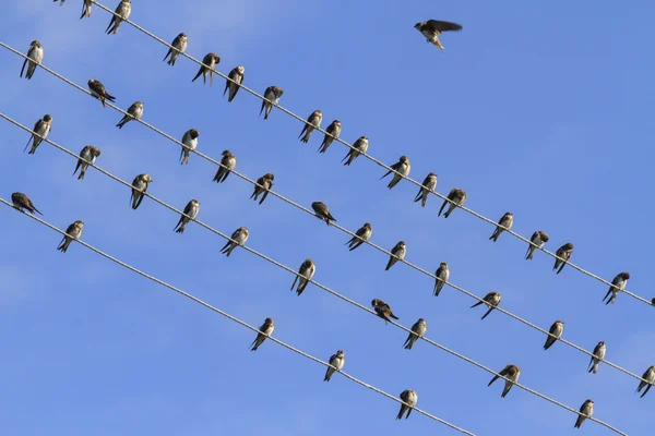 Sand martins resting on a wire