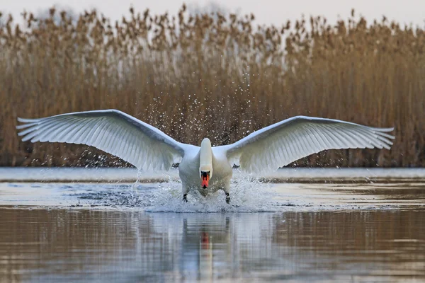 Swan with open wings