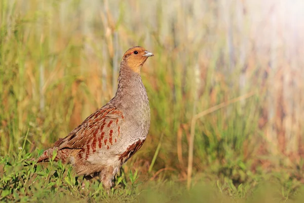 Gray partridge on the edge of the field with sunny hotspot