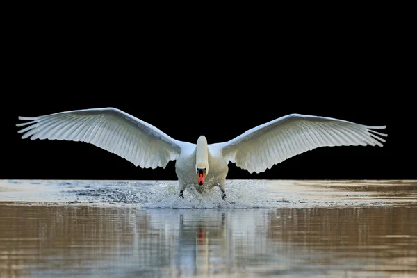 Swan with open wings isolated on black background