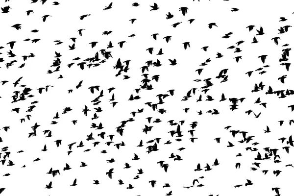 Huge flock of birds flying isolated on white