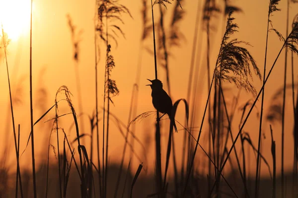 Bird sitting in the reeds singing song