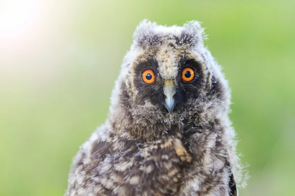 Big eyes baby owls with sunny hotspot