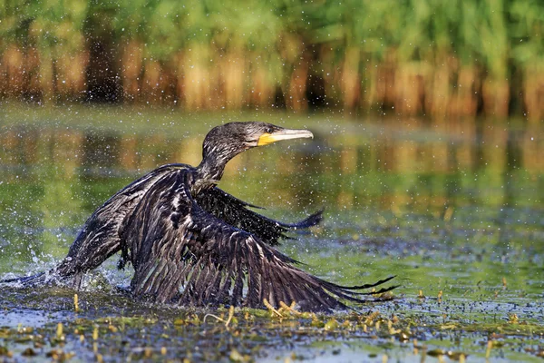 Black Bird and thousands splash