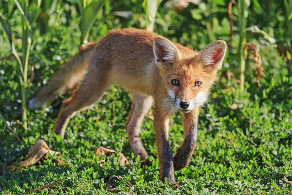 Young fox sniffs the wind