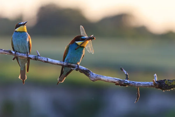Couple dines colored birds at sunset