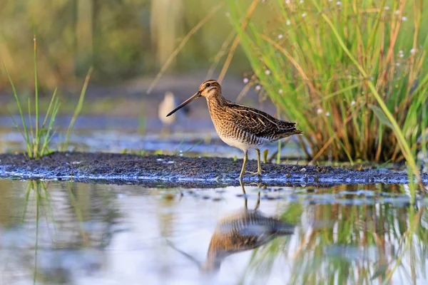 Snipe at the edge of the swamp