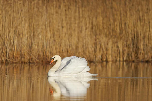 Mute swan in all its glory