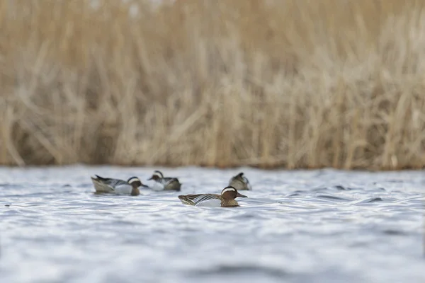 Flock males garganey   floating on water