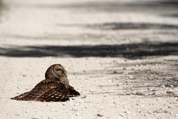 Barred Owl on Loop Road