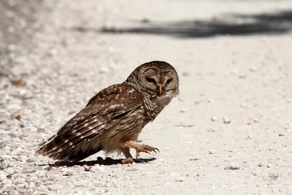 Barred Owl on Loop Road