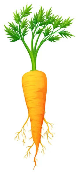 Fresh carrot with leaves and root