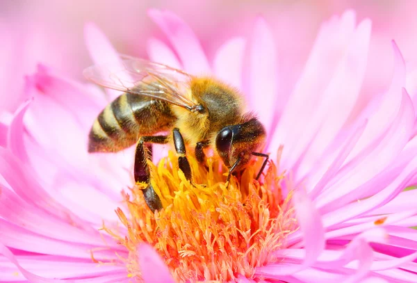 The European honey bee