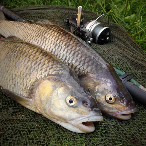 Catch of fishes. European Chub