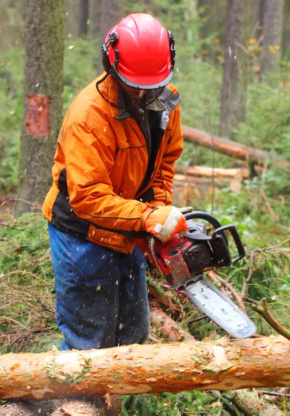 The Lumberjack working in a forest.